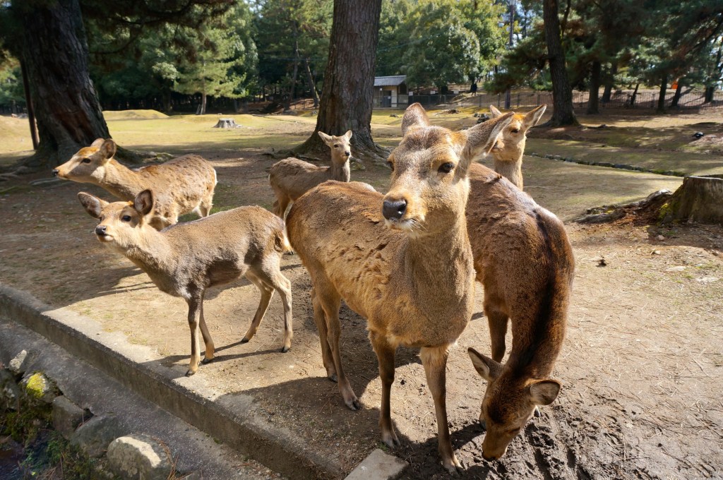 La Segunda Parte / Japan Take&nbsp;Two