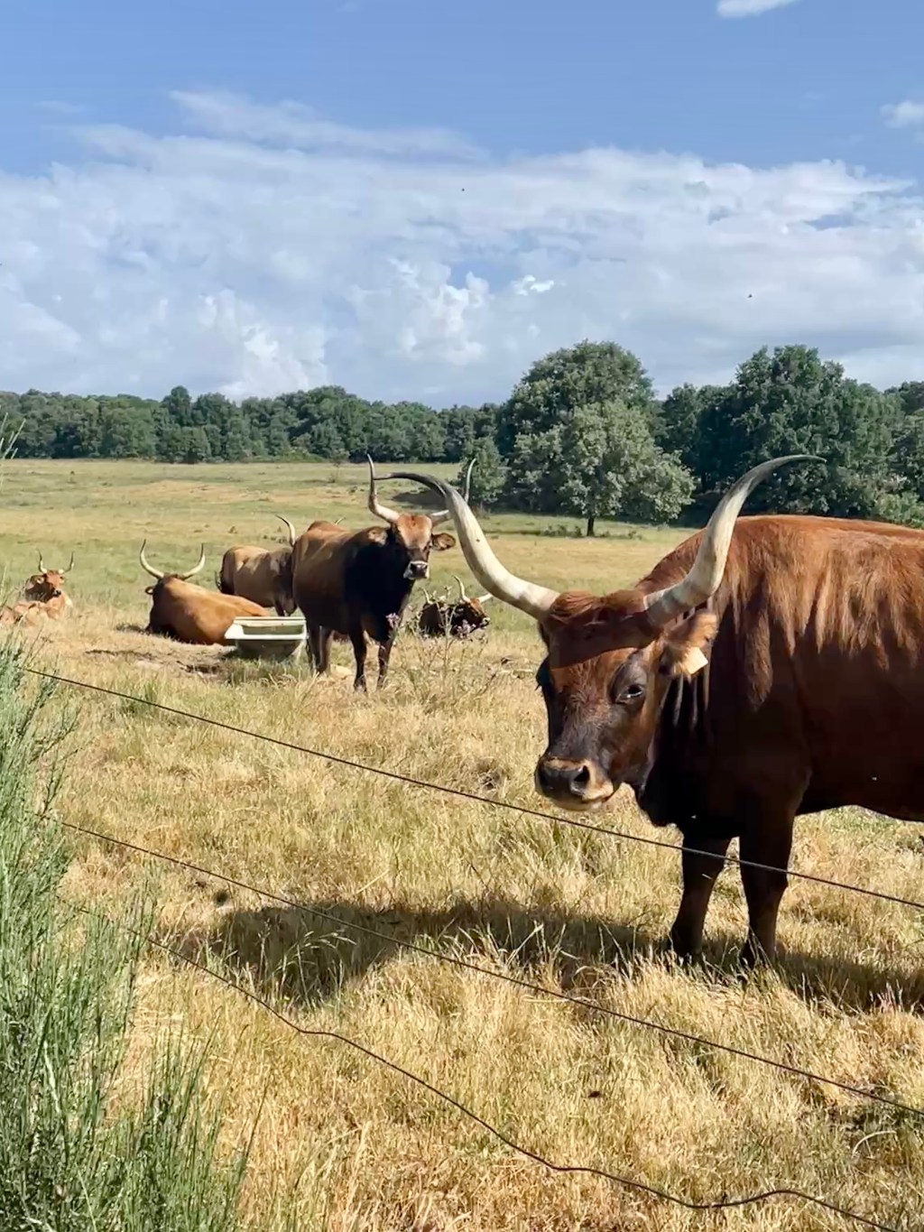 Etapa 24: Astorga to&nbsp;Foncebadón