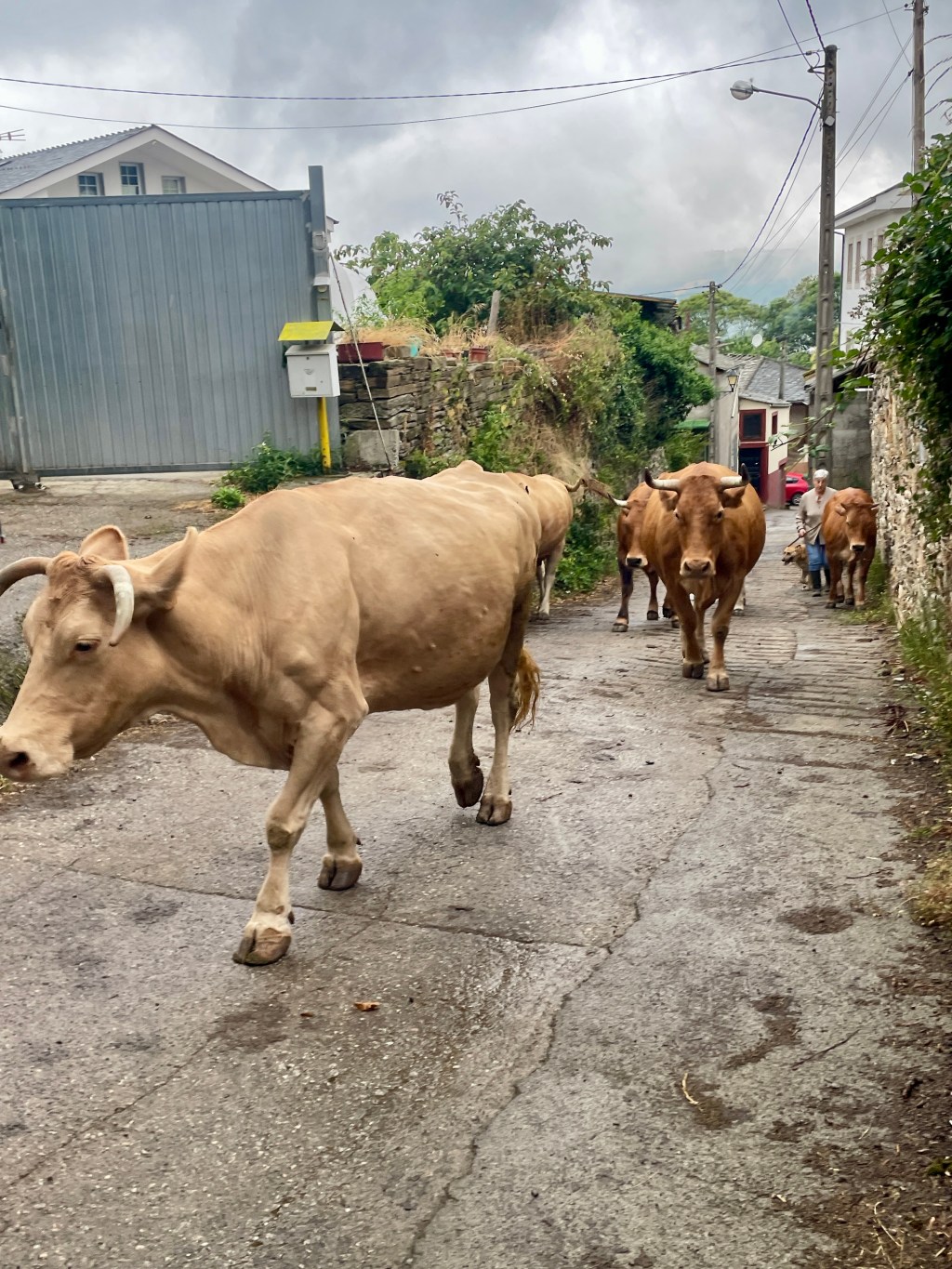 Etapa 29: O Cebreiro to&nbsp;Triacastela