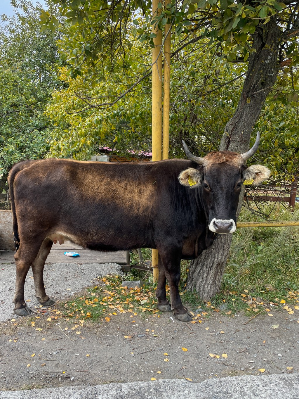 Kazbegi (Stepantsminda), Georgia
